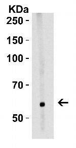 LGI1 Antibody in Western Blot (WB)