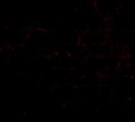 HAPLN2 Polyclonal Antibody