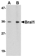 HAPLN2 Antibody in Western Blot (WB)