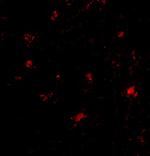 BAP3 Antibody in Immunohistochemistry (IHC)