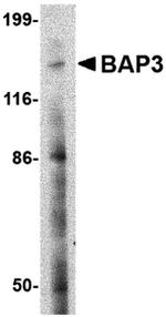 BAP3 Antibody in Western Blot (WB)