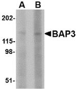 BAP3 Antibody in Western Blot (WB)