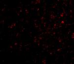 NIPSNAP1 Antibody in Immunohistochemistry (IHC)