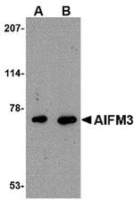 AIFM3 Polyclonal Antibody