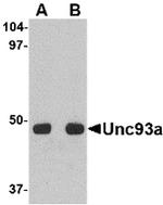 UNC93A Polyclonal Antibody