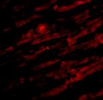 UNC93B1 Polyclonal Antibody