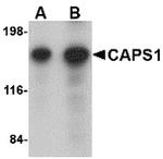 CAPS1 Antibody in Western Blot (WB)