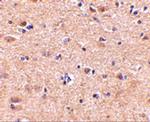 VGF Antibody in Immunohistochemistry (IHC)