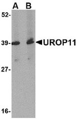 APBA1 Polyclonal Antibody