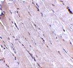 WNT10B Polyclonal Antibody