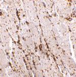 LIMP2 Polyclonal Antibody