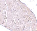 WNT10A Polyclonal Antibody
