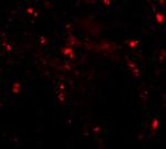 RGPD5 Antibody in Immunohistochemistry (IHC)