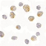 SLC35D1 Polyclonal Antibody