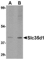 SLC35D1 Polyclonal Antibody