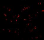 BICD1 Antibody in Immunocytochemistry (ICC/IF)