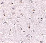 NANOS1 Polyclonal Antibody