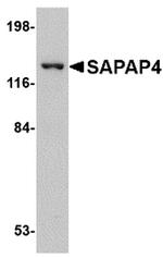 SAPAP4 Polyclonal Antibody