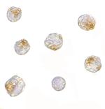 NUP107 Antibody in Immunocytochemistry (ICC/IF)