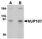 NUP107 Antibody in Western Blot (WB)