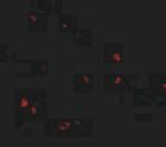 Lass5 Polyclonal Antibody