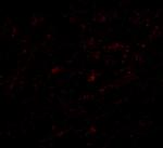 Lass5 Polyclonal Antibody