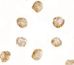 DNAL1 Antibody in Immunocytochemistry (ICC/IF)