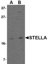 Stella Polyclonal Antibody