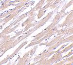 POFUT1 Polyclonal Antibody