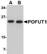 POFUT1 Antibody in Western Blot (WB)