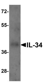 IL-34 Antibody in Western Blot (WB)