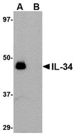 IL-34 Polyclonal Antibody