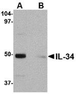 IL-34 Polyclonal Antibody
