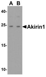 Akirin1 Antibody in Western Blot (WB)