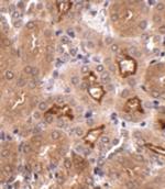 OTUD5 Antibody in Immunohistochemistry (IHC)