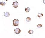 HINT1 Polyclonal Antibody