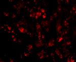 CUEDC1 Antibody in Immunohistochemistry (IHC)