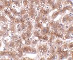 CUEDC1 Polyclonal Antibody