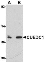 CUEDC1 Antibody in Western Blot (WB)