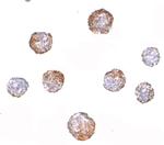 CUEDC2 Polyclonal Antibody