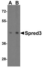 SPRED3 Antibody in Western Blot (WB)