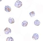 MARCH8 Polyclonal Antibody