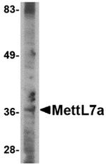 METTL7A Antibody in Western Blot (WB)