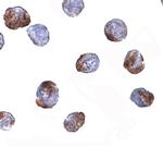 METTL7A Antibody in Immunocytochemistry (ICC/IF)