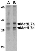 METTL7A Antibody in Western Blot (WB)