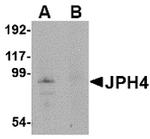 JPH4 Polyclonal Antibody
