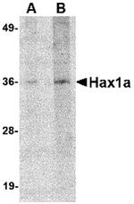 HAX1a Polyclonal Antibody