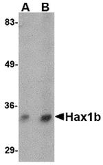 HAX1b Polyclonal Antibody