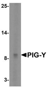 PIGY Antibody in Western Blot (WB)