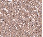 PIGY Polyclonal Antibody